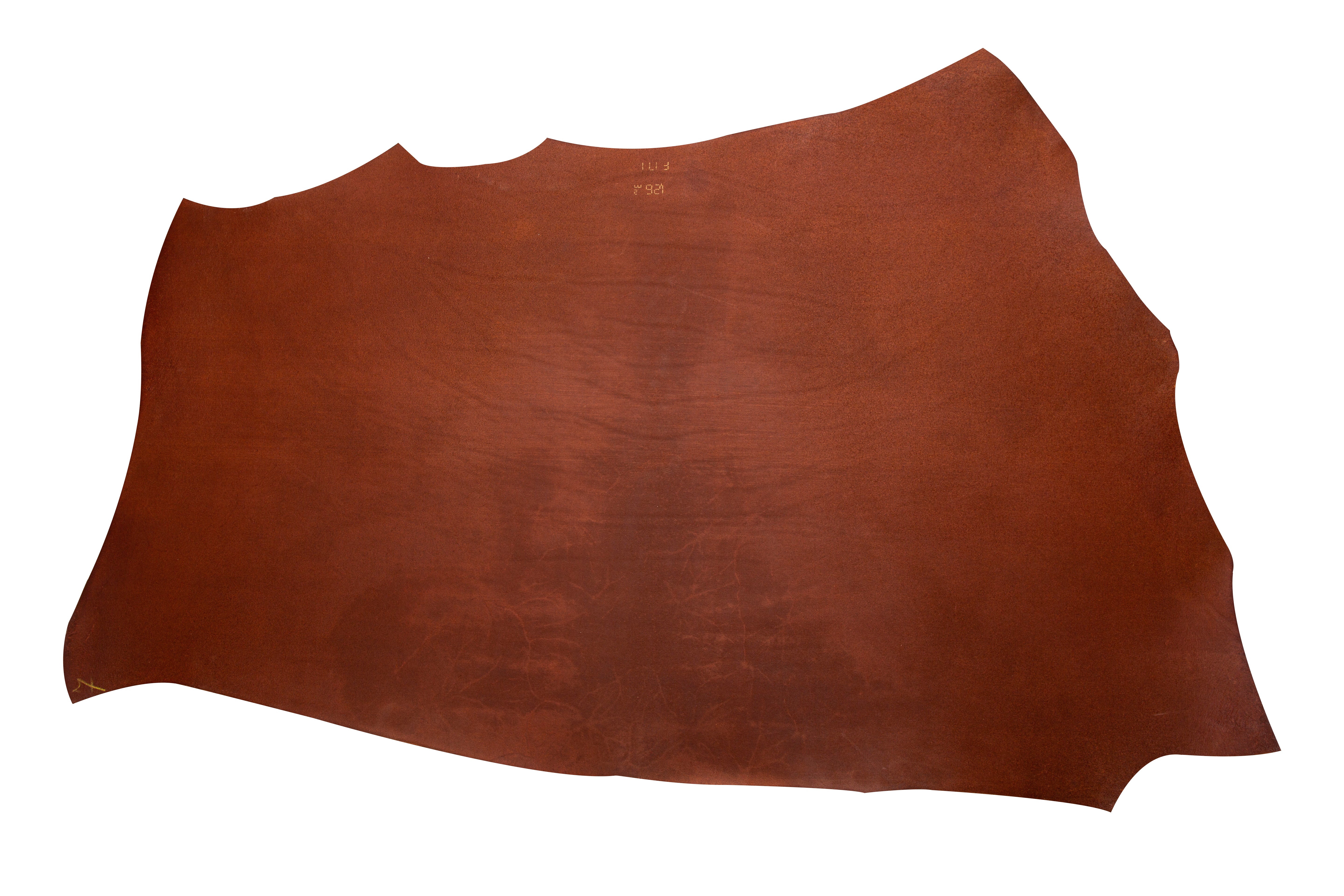 Colorado Shoulders Fox